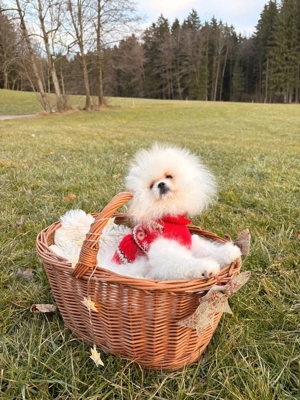 Pomeranian Zwergspitz Welpe (Rüde) Bild 4