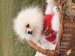 Pomeranian Zwergspitz Welpe (Rüde) Bild 6