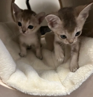 Reinrassige Singapura Kitten