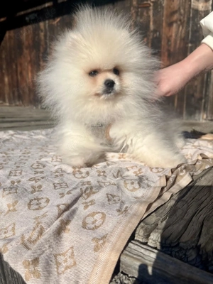 Pomeranian Zwergspitz Welpe (Rüde) Bild 5