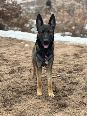 Hündin sucht ein Zuhause 