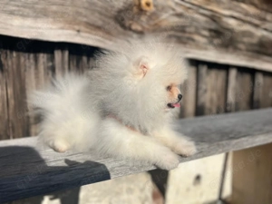 Pomeranian Zwergspitz Welpe (Rüde) Bild 3