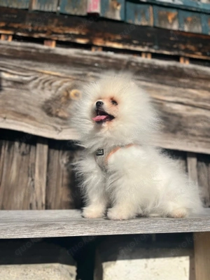 Pomeranian Zwergspitz Welpe (Rüde) Bild 2