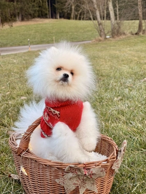 Pomeranian Zwergspitz Welpe (Rüde) Bild 9