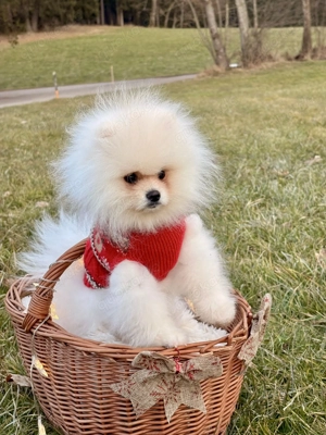 Pomeranian Zwergspitz Welpe (Rüde) Bild 8