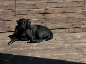 Labrador Hündin in gute Hände zu geben . 