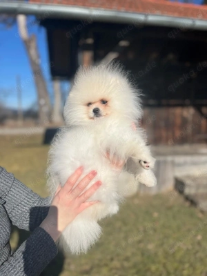 Pomeranian Zwergspitz Welpe (Rüde) Bild 7