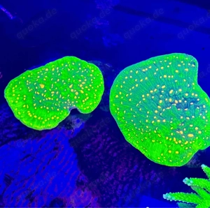 Meereasser Korallen ableger 