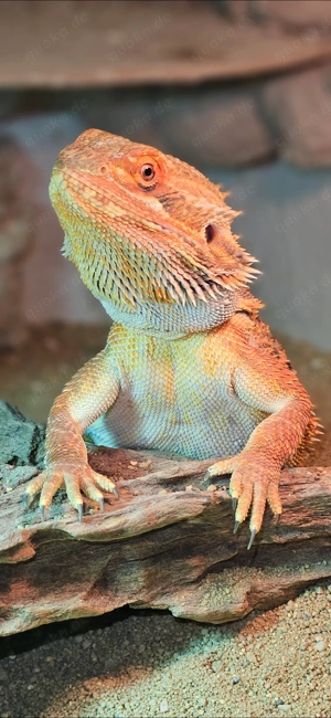 Bartagame pogona vitticeps half Monster extrem red ggf Terrarium