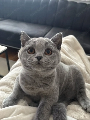 Britisch Kurzhaar Kitten