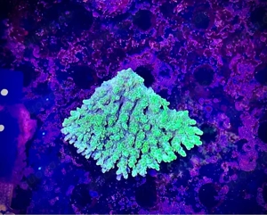 Meetwasser korallen ableger 