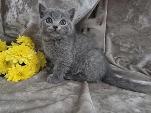 Liebevoller Kater Silver (Zilba) abzugeben   