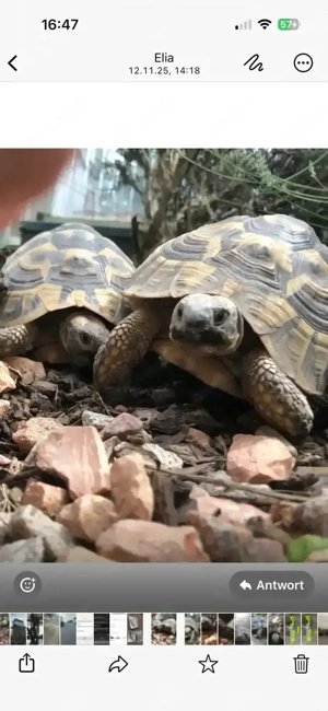 Testudo hermanni hercegovinensis