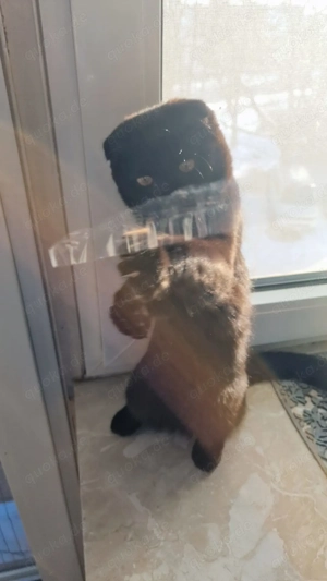 Skotisch 5 Monate alt sucht ein neues Zuhause 