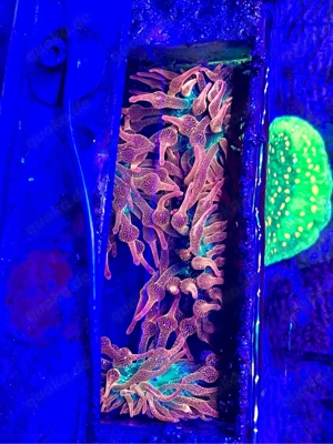 Meerwasser anemonen korallen 
