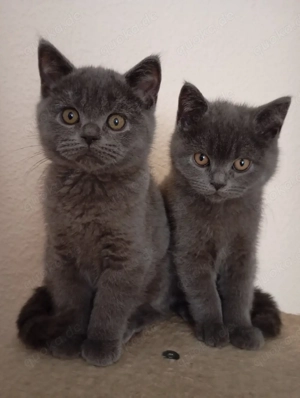 Britisch Kurzhaar Kätzchen (BKH)   4 Kitten 