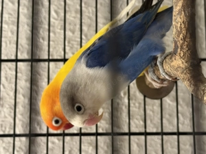 Pfirsichköpfchen ein paar.