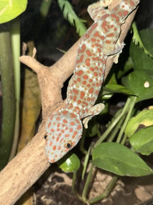 Gekko gecko 1.0 Tokeh  Bild 2