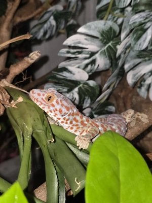Gekko gecko 1.0 Tokeh 