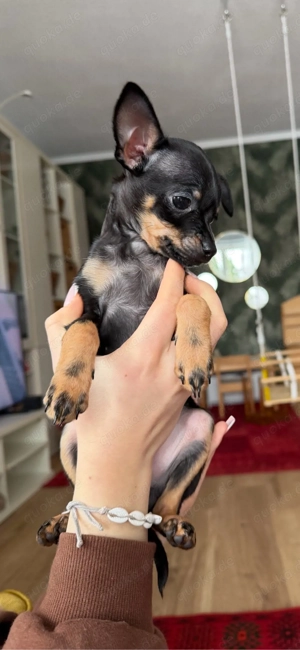 Traumhafte Russkiy Toy Welpen 