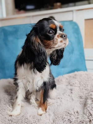 Cavalier-King-Charles Junghündin