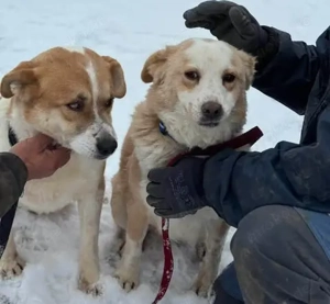 Gerlinde und Gesine - unser entzückendes Oldie-Pärchen