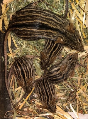 1.2 Afrikanische Streifengras Mäuse 