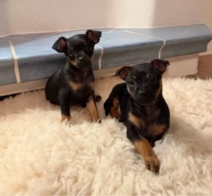 Traumhafte Russkiy Toy Welpen 