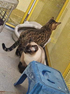 Bengal Kater nicht kastriert mit Stammbaum