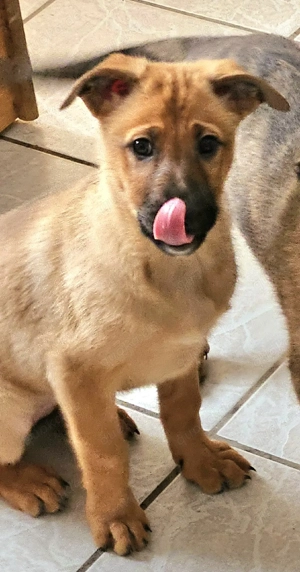 X-Herder + Mali Welpen!!!!!