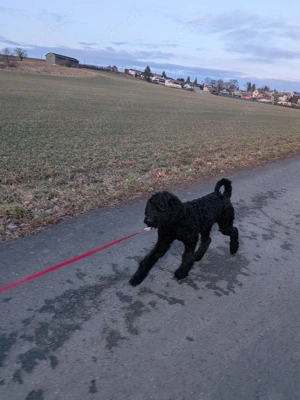 Labradoodle F1BB Welpen Bild 4