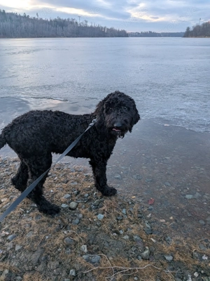 Labradoodle F1BB Welpen Bild 3