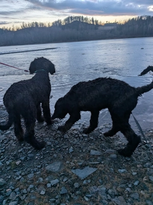 Labradoodle F1BB Welpen Bild 2