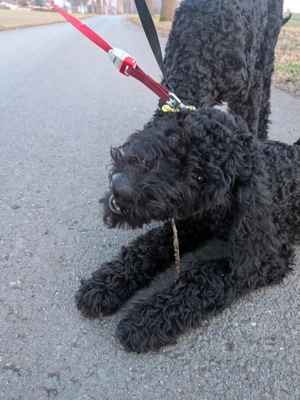 Labradoodle F1BB Welpen Bild 7