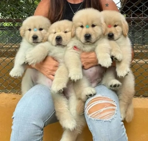 Golden retriever welpen