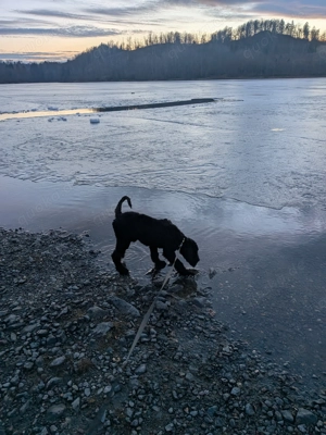 Labradoodle F1BB Welpen Bild 6