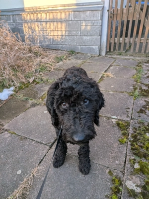 Labradoodle F1BB Welpen Bild 5