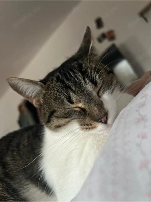 Coco sucht ein Zuhause