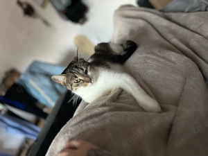 coco sucht ein Zuhause 
