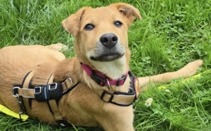 Carolin sucht ihr Zuhause