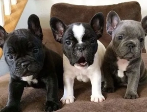 Französische Bulldoggen Welpen 