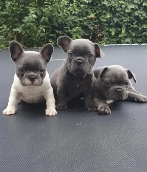 Französische Bulldoggen Welpen suchen ein schönes Zuhause 