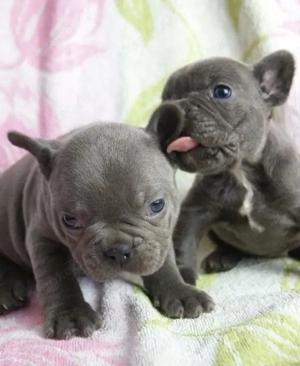 Zuckersüße Französische Bulldoggen Welpen mit Ahnentafel
