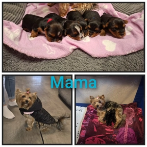 yorkshire terrier welpen