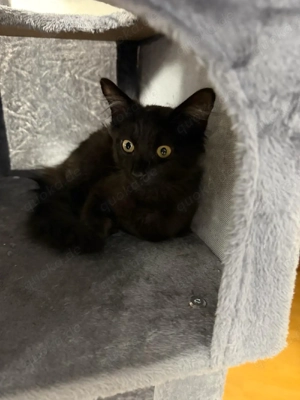 Herz auf 8 Pfoten  sucht neues Zuhause