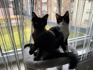 Liebevolle 5 Monate junge Katzen (Geschwister) wegen Allergie abzugeben