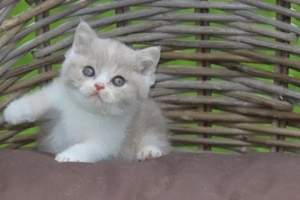 Wunderschönes Britisch Kurzhaar-Kätzchen.