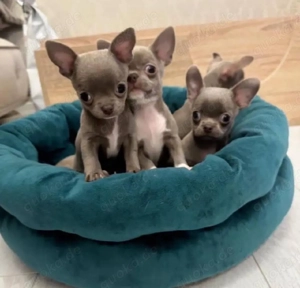Chihuahua mini welpen