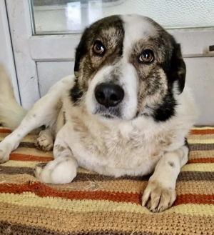 Freundlicher, super sanfter Georgie