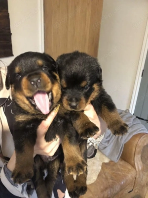 Rottweiler welpen